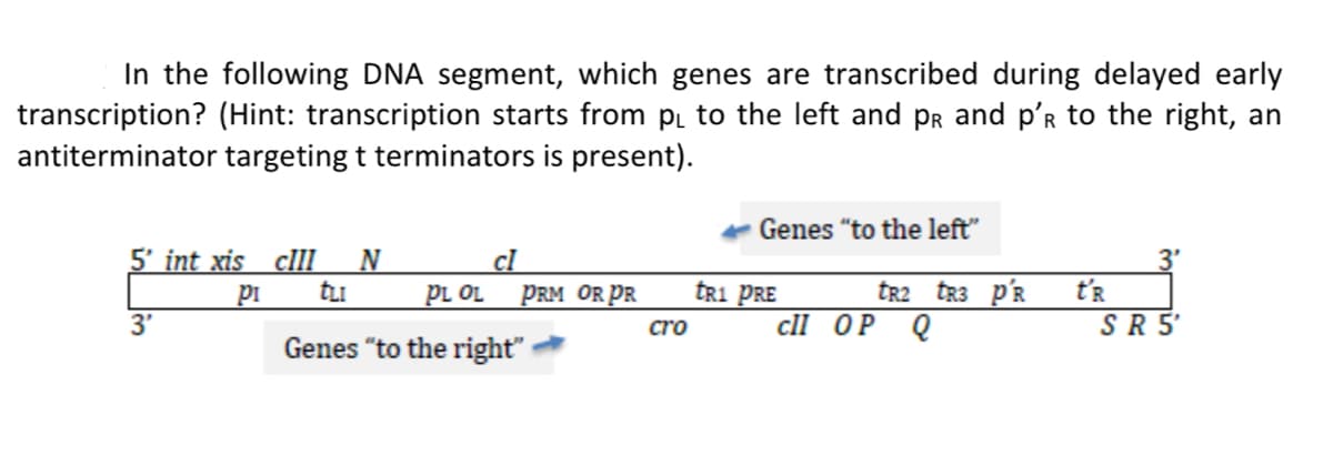 In the following DNA segment, which genes are transcribed during delayed early
transcription? (Hint: transcription starts from p₁ to the left and PR and p'R to the right, an
antiterminator targeting t terminators is present).
5' int xis clll N
PI
tLI
PL OL
Genes "to the right"
cl
3'
PRM OR PR
cro
Genes "to the left"
tR1 PRE
tR2 tR3 PR
cll OP Q
t'R
SR5'