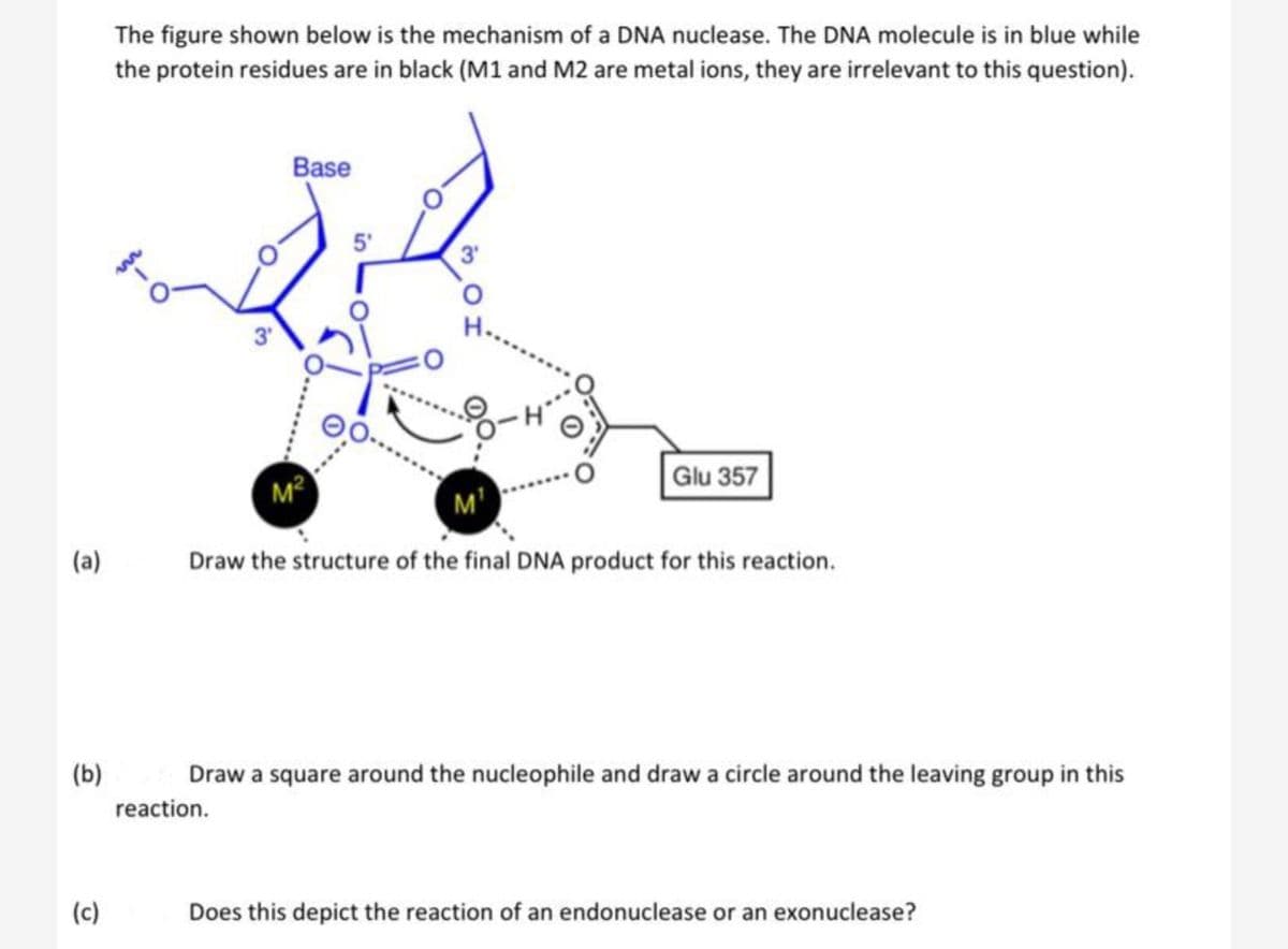 (a)
(b)
(c)
The figure shown below is the mechanism of a DNA nuclease. The DNA molecule is in blue while
the protein residues are in black (M1 and M2 are metal ions, they are irrelevant to this question).
3'
Base
reaction.
M²
5'
00
3'
Glu 357
M¹
Draw the structure of the final DNA product for this reaction.
Draw a square around the nucleophile and draw a circle around the leaving group in this
Does this depict the reaction of an endonuclease or an exonuclease?