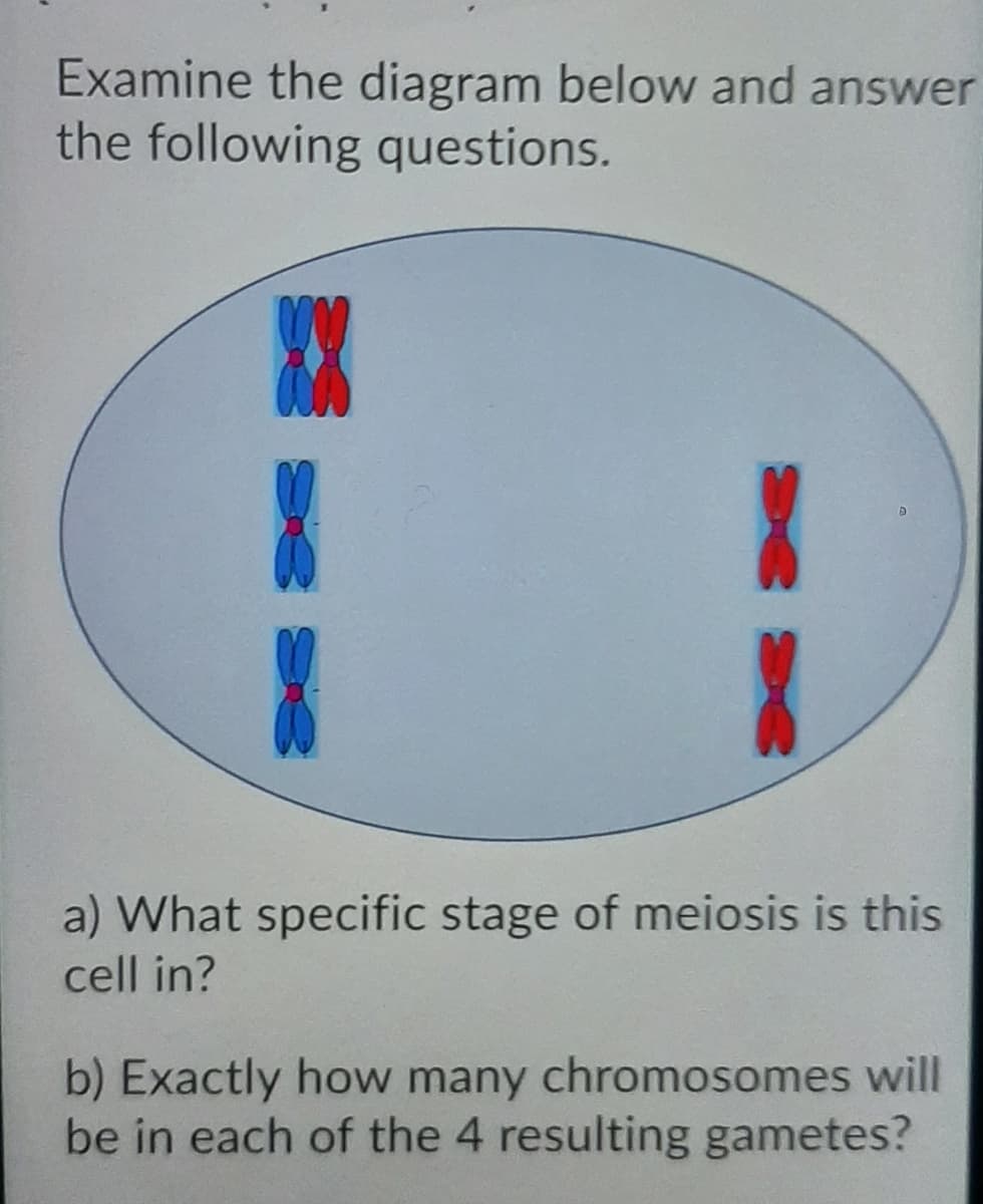 Examine the diagram below and answer
the following questions.
a) What specific stage of meiosis is this
cell in?
b) Exactly how many chromosomes will
be in each of the 4 resulting gametes?
