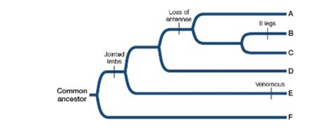 Common
ancestor
Jointed
Imbe
Loss of
antennse
6 legs
Venomous
A
B
D
E
F