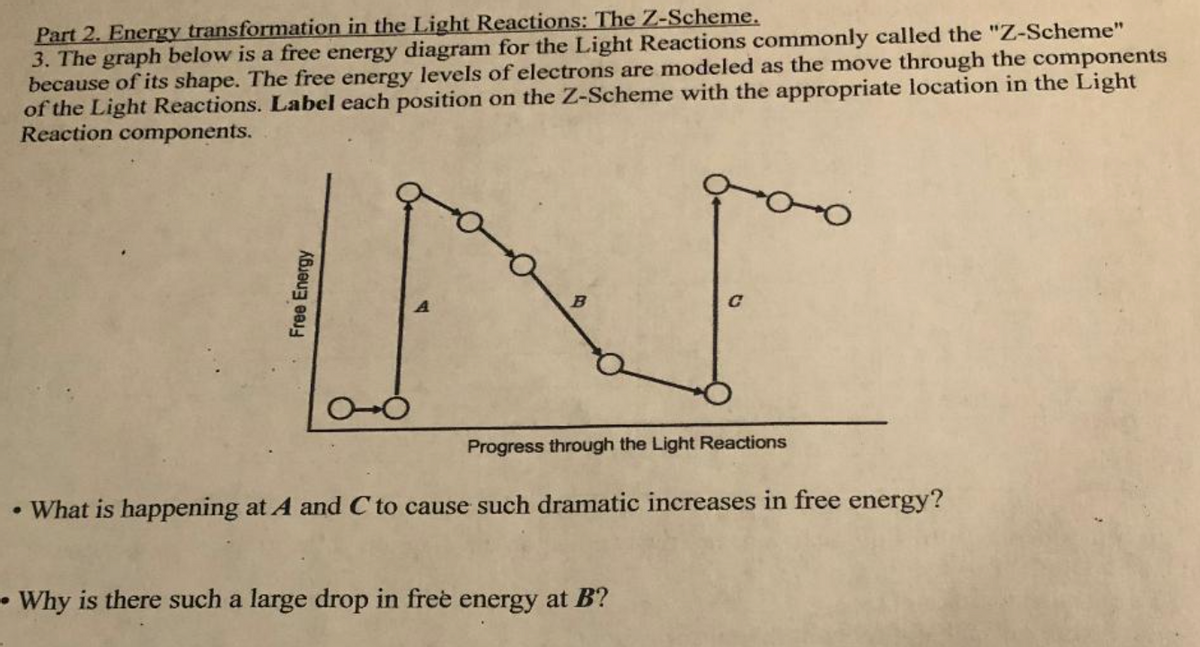Part 2. Energy transformation in the Light Reactions: The Z-Scheme.
3. The graph below is a free energy diagram for the Light Reactions commonly called the "Z-Scheme"
because of its shape. The free energy levels of electrons are modeled as the move through the components
of the Light Reactions. Label each position on the Z-Scheme with the appropriate location in the Light
Reaction components.
●
Free Energy
B
Progress through the Light Reactions
What is happening at A and C to cause such dramatic increases in free energy?
• Why is there such a large drop in free energy at B?