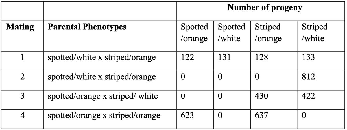 Mating Parental Phenotypes
1
2
3
4
spotted/white
x striped/orange
spotted/white
x striped/orange
spotted/orange x striped/ white
spotted/orange x striped/orange
Spotted Spotted Striped
/orange/white
/orange
128
122
0
0
623
131
0
Number of progeny
0
0
0
430
637
Striped
/white
133
812
422
0