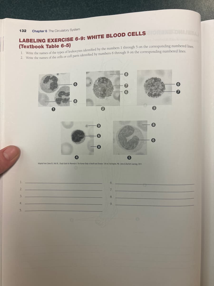 132
Chapter 6 The Circulatory System
LABELING EXERCISE 6-9: WHITE BLOOD CELLS
(Textbook Table 6-5)
1. Write the names of the types of leukocytes identified by the numbers 1 through 5 on the corresponding numbered lines
2. Write the names of the cells or cell parts identified by numbers 6 through 9 on the corresponding numbered lines.
2.
3.
4.
5.
6
6
2
8
7
6
4
Adapted from Cohen BJ, Hull KL. Study Guide for Memmler's The Human Body in Health and Disease. 14th ed. Burlington, MA: Jones & Bartlett Learning: 2019.
6.
7.
8.
9.
3
8
6
6