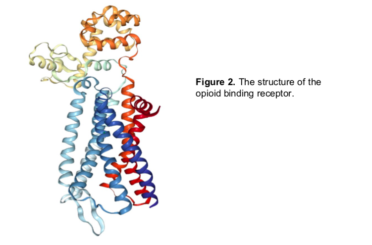 Figure 2. The structure of the
opioid binding receptor
