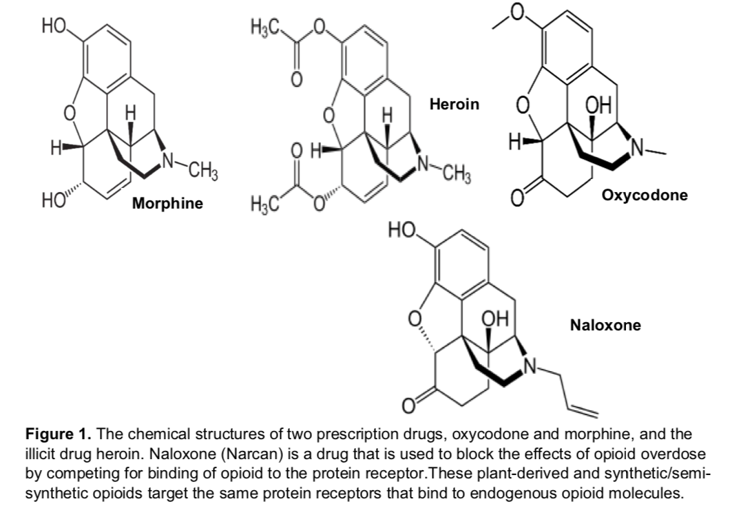 НО.
HаС
о
ОН
Heroin
H
H
Ни
N-
На
H
N-CHs
CH3
Охусodone
Hас
Ноне
Morphine
НО.
ОН
Naloxone
Figure 1. The chemical structures of two prescription drugs, oxycodone and morphine, and the
illicit drug heroin. Naloxone (Narcan) is a drug that is used to block the effects of opioid overdose
by competing for binding of opioid to the protein receptor.These plant-derived and synthetic/semi-
synthetic opioids target the same protein receptors that bind to endogenous opioid molecules.

