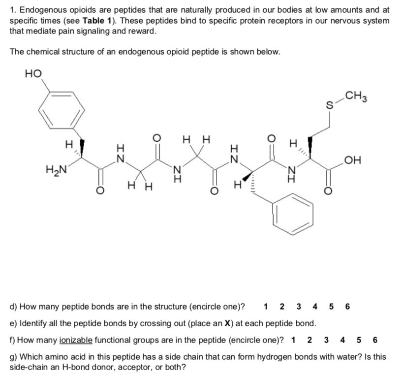 1. Endogenous opioids are peptides that are naturally produced in our bodies at low amounts and at
specific times (see Table 1). These peptides bind to specific protein receptors in our nervous system
that mediate pain signaling and reward.
The chemical structure of an endogenous opioid peptide is shown below.
но
CHз
S
нн
N.
H2N
HO
н
нн
1 2 3 4 5 6
d) How many peptide bonds are in the structure (encircle one)?
e) Identify all the peptide bonds by crossing out (place an X) at each peptide bond.
f) How many ionizable functional groups are in the peptide (encircle one)? 1
2
3
4
5
6
g) Which amino acid in this peptide has a side chain that can form hydrogen bonds with water? Is this
side-chain an H-bond donor, acceptor, or both?
I
ZI
IZ
о
ZI
I
