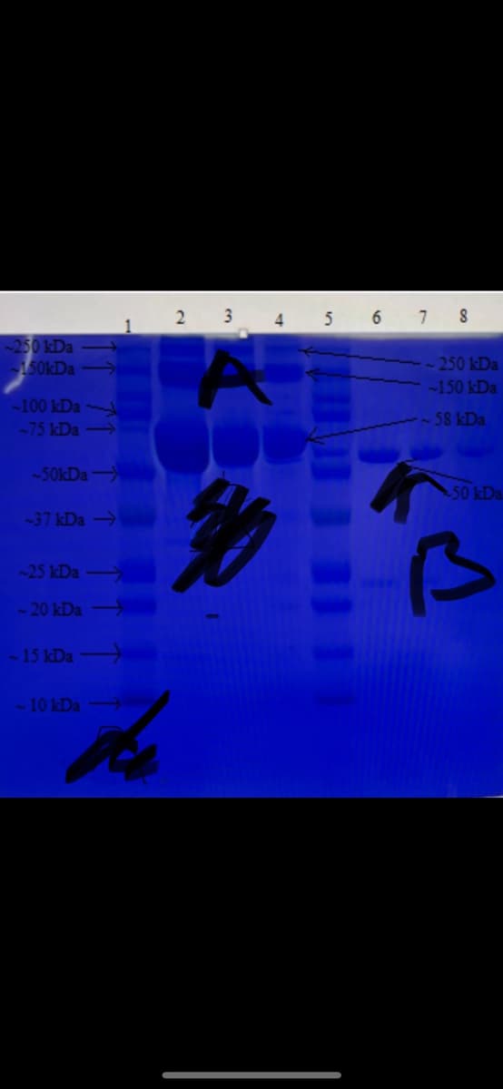 -250 kDa
-150kDa
-100 kDa
-75 kDa ->
-50kDa ->
-37 kDa →
-25 kDa
~ 20 kDa
~ 15 kDa
~ 10 kDa
2 3
4
5 6
7 8
~ 250 kDa
-150 kDa
58 kDa
50 kDa
360
B