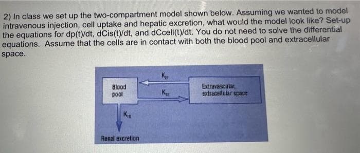 2) In class we set up the two-compartment model shown below. Assuming we wanted to model
intravenous injection, cell uptake and hepatic excretion, what would the model look like? Set-up
the equations for dp(t)/dt, dCis(t)/dt, and dCcell(t)/dt. You do not need to solve the differential
equations. Assume that the cells are in contact with both the blood pool and extracellular
space.
Blood
pool
K₁
Renal excretion
Extravascular
extracellular space