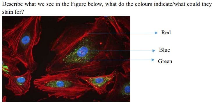 Describe what we see in the Figure below, what do the colours indicate/what could they
stain for?
Red
Blue
Green
