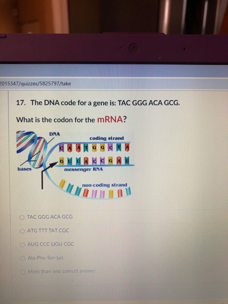 2015347/quizzes/5825797/take
17. The DNA code for a gene is: TAC GGG ACA GCG.
What is the codon for the mRNA?
DNA
coding strand
bases
messenger RNA
non-coding strand
O TAC GGG ACA GCG
ATG TTT TAT CGC
O AUG CCC UGU CGC
O Ala-Phe-Ser-Lys
O Morc than one correct answer
