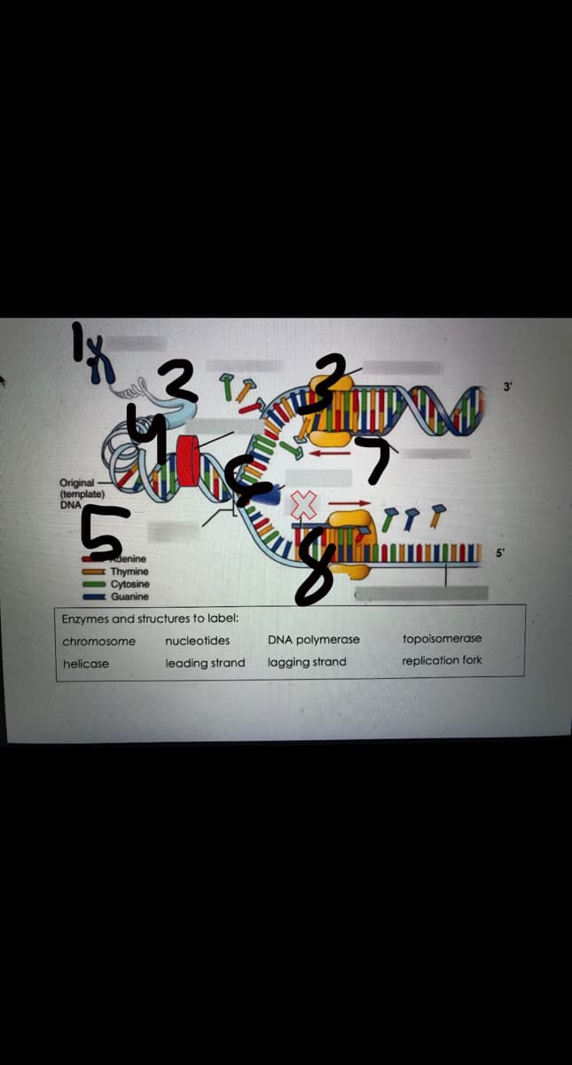Original
(template)
DNA
5.
denine
Thymine
Cytosine
Guanine
Enzymes and structures to label:
chromosome
nucleotides
DNA polymerase
topoisomerase
helicase
leading strand
lagging strand
replication fork
