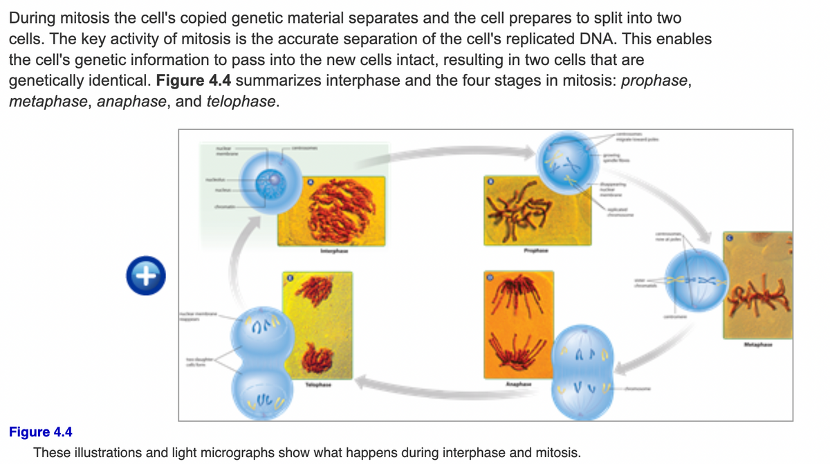 During mitosis the cell's copied genetic material separates and the cell prepares to split into two
cells. The key activity of mitosis is the accurate separation of the cell's replicated DNA. This enables
the cell's genetic information to pass into the new cells intact, resulting in two cells that are
genetically identical. Figure 4.4 summarizes interphase and the four stages in mitosis: prophase,
metaphase, anaphase, and telophase.
Anapham
Figure 4.4
These illustrations and light micrographs show what happens during interphase and mitosis.
