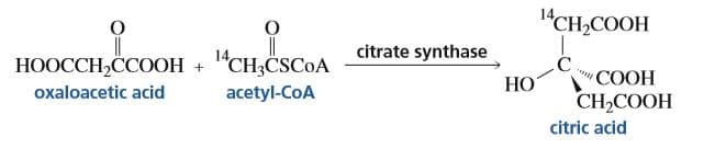 "CH,COOH
НООССH-ССООН + "CH,CSCOA
охaloacetic acid
Чnkan
citrate synthase
НО
"СООН
CH-СООН
acetyl-CoA
citric acid
