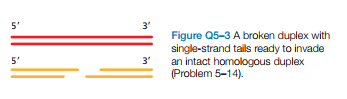 3'
Figure Q5-3 A broken duplex with
single-strand tails ready to invade
an intact homologous duplex
(Problem 5-14).
5'
3'
in
in
