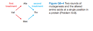 Figure Q6-4 Two rounds of
mutagenesis and the altered
amino acids at a single position in
a protein (Problem 6-9).
first
Ala
second
treatment
treatment
Val
Thr
Met
