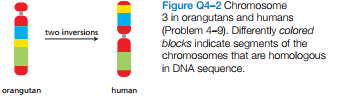 Figure Q4-2 Chromosome
3 in orangutans and humans
(Problem 4-9). Differently colored
blocks indicate segments of the
chromosomes that are homologous
in DNA sequence.
two inversions
orangutan
human
