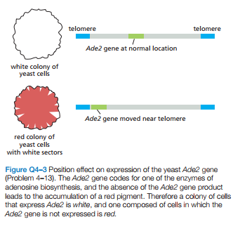 telomere
telomere
Ade2 gene at normal location
white colony of
yeast cells
Ade2 gene moved near telomere
red colony of
yeast cells
with white sectors
Figure Q4-3 Position effect on expression of the yeast Ade2 gene
(Problem 4-13). The Ade2 gene codes for one of the enzymes of
adenosine biosynthesis, and the absence of the Ade2 gene product
leads to the accumulation of a red pigment. Therefore a colony of cells
that express Ade2 is white, and one composed of cells in which the
Ade2 gene is not expressed is red.
