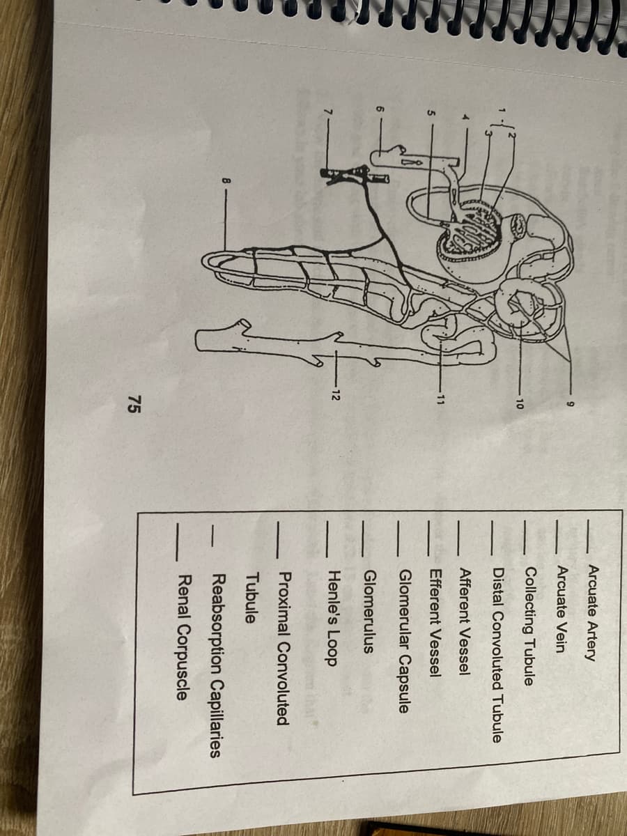 Arcuate Artery
Arcuate Vein
Collecting Tubule
10
Distal Convoluted Tubule
Afferent Vessel
11
Efferent Vessel
Glomerular Capsule
6
Glomerulus
12
Henle's Loop
Proximal Convoluted
Tubule
8
Reabsorption Capillaries
Renal Corpuscle
75
