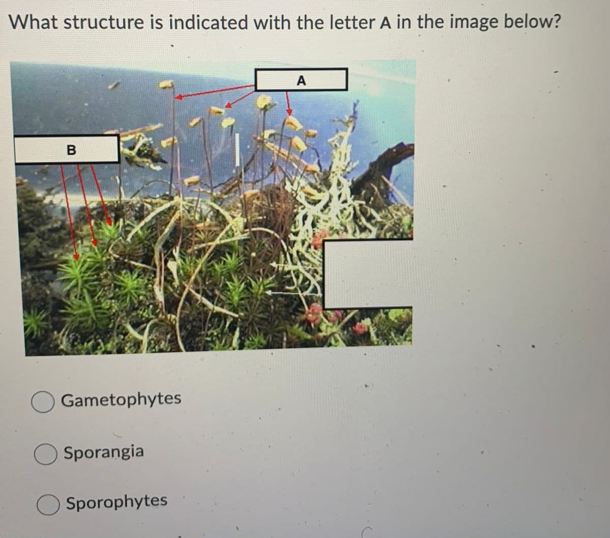 What structure is indicated with the letter A in the image below?
A
O Gametophytes
O Sporangia
O Sporophytes
