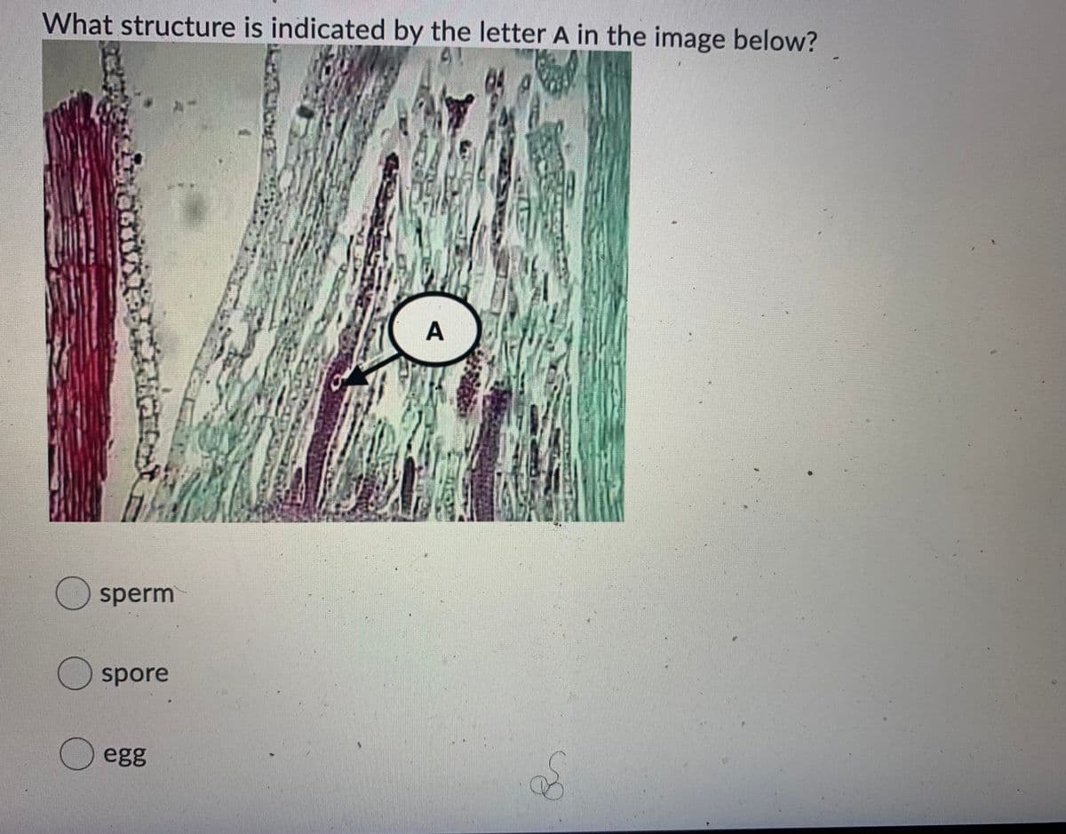 What structure is indicated by the letter A in the image below?
A
O sperm
O spore
egg
