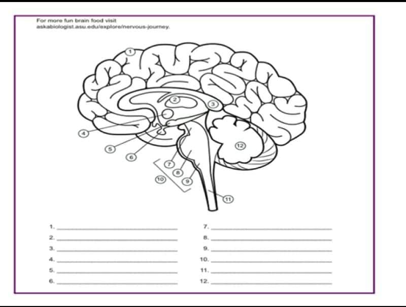 For more fun brain food visit
askabiologist asu edulexploreinervous-journey.
9.
10.
11.
12.
