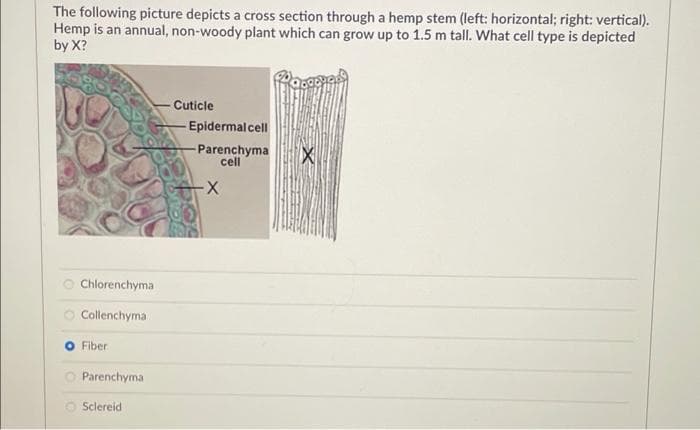 The following picture depicts a cross section through a hemp stem (left: horizontal; right: vertical).
Hemp is an annual, non-woody plant which can grow up to 1.5 m tall. What cell type is depicted
by X?
Cuticle
Epidermal cell
Parenchyma
cell
Chlorenchyma
O Collenchyma
Fiber
O Parenchyma
O Sclereid
oo o
