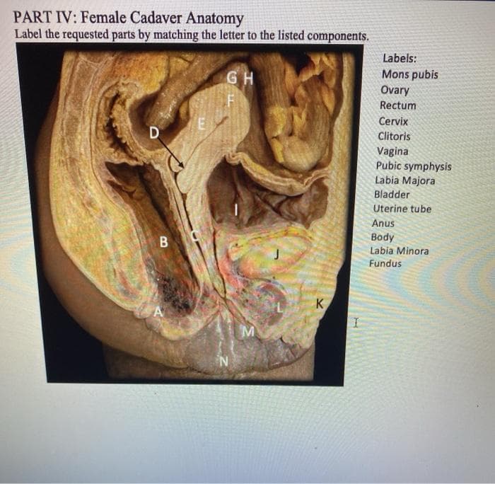 PART IV: Female Cadaver Anatomy
Label the requested parts by matching the letter to the listed components.
Labels:
GH
Mons pubis
Ovary
Rectum
Cervix
Clitoris
Vagina
Pubic symphysis
Labia Majora
Bladder
Uterine tube
Anus
Body
Labia Minora
Fundus
K

