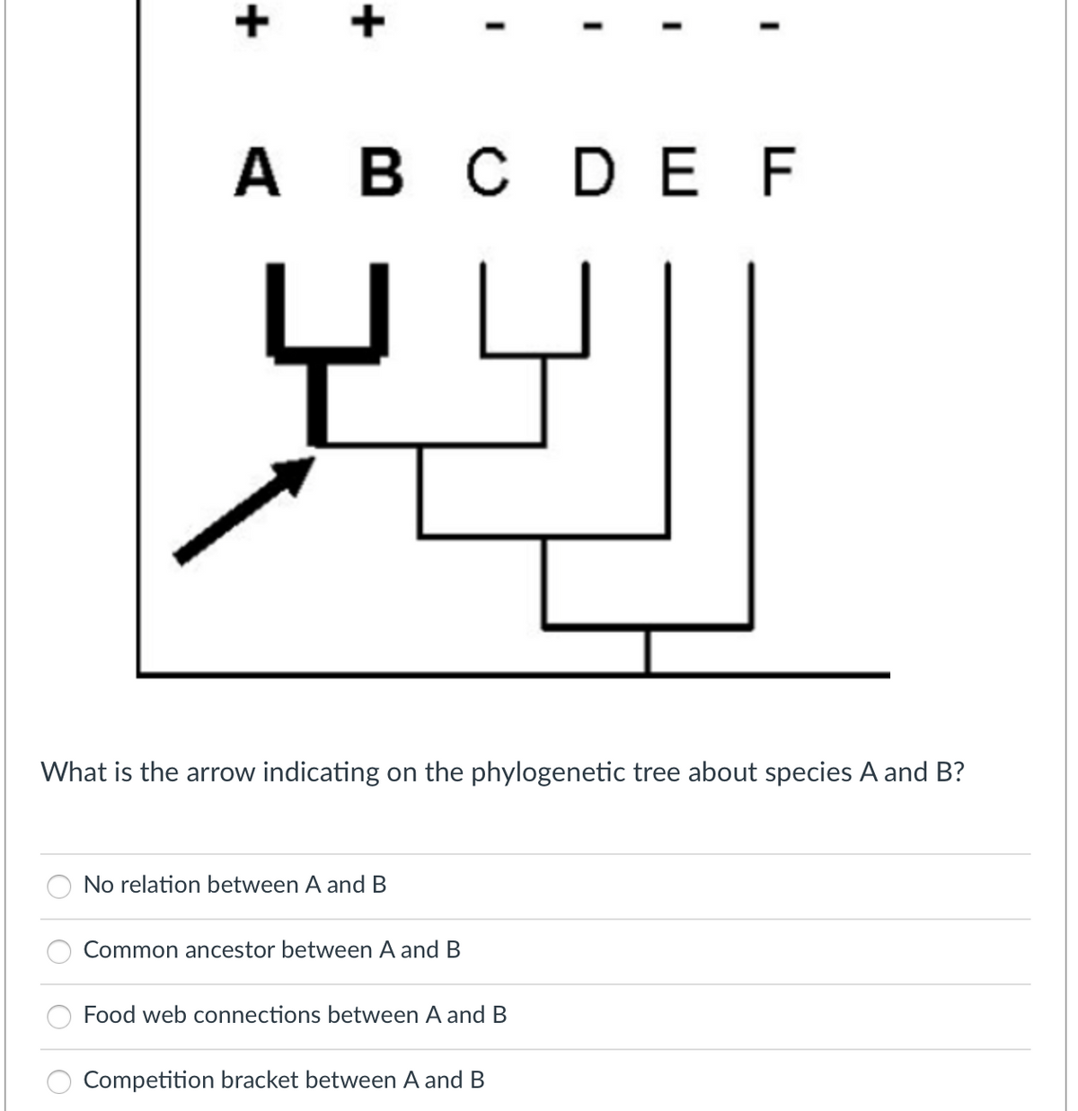 What is the arrow indicating on the phylogenetic tree about species A and B?
O
A B C D E F
oo
No relation between A and B
Common ancestor between A and B
Food web connections between A and B
Competition bracket between A and B