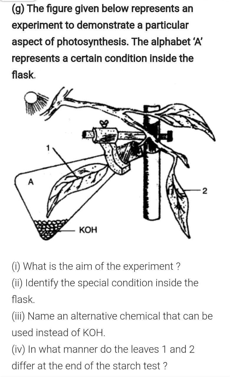 (g) The figure given below represents an
experiment to demonstrate a particular
aspect of photosynthesis. The alphabet 'A'
represents a certain condition inside the
flask.
2
КОН
(i) What is the aim of the experiment ?
(ii) Identify the special condition inside the
flask.
(iii) Name an alternative chemical that can be
used instead of KOH.
(iv) In what manner do the leaves 1 and 2
differ at the end of the starch test ?
