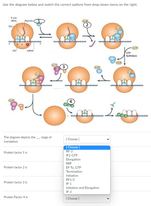 Use the diagram below and match the correct options from drop-down menu on the right.
P-site
TRNA
sos
305
GDP
Peptide
mRNA
The diagram depicts the
translation
Protein factor 1 is
Protein factor 2 is
Protein factor 3 is
Protein Factor 4 is
(GTP
stage of
3
[Choose]
[Choose ]
RF-3
IF2-GTP
Elongation
RRF
2
GDP)
EF-Tu_GTP
Termination
Initiation
RF1/2
IF-1
Initiation and Elongation
IF-3
[Choose ]
GTP
GTP
hydrolysis
4.m