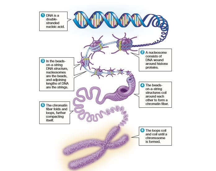 DNA is a
double-
stranded
nucleic acid.
A nucleosome
consists of
DNA wound
around histone
O In the beads-
on-a-string
DNA structure,
nucleosomes
are the beads,
and adjoining
lengths of DNA
are the strings.
proteins.
The beads-
on-a-string
structures coil
around each
other to form a
chromatin fiber.
6 The chromatin
fiber folds and
loops, further
compacting
itself.
The loops coil
and coil until a
chromosome
is formed.
