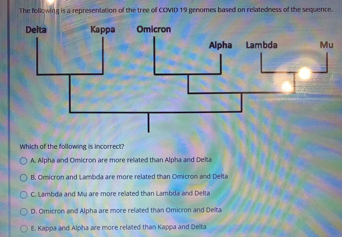 The following is a representation of the tree of COVID 19 genomes based on relatedness of the sequence.
Delta
Каpра
Omicron
Alpha
Lambda
Mu
Which of the following is incorrect?
O A. Alpha and Omicron are more related than Alpha and Delta
O B. Omicron and Lambda are more related than Omicron and Delta
C. Lambda and Mu are more related than Lambda and Delta
D. Omicron and Alpha are more related than Omicron and Delta
O E. Kappa and Alpha are more related than Kappa and Delta
