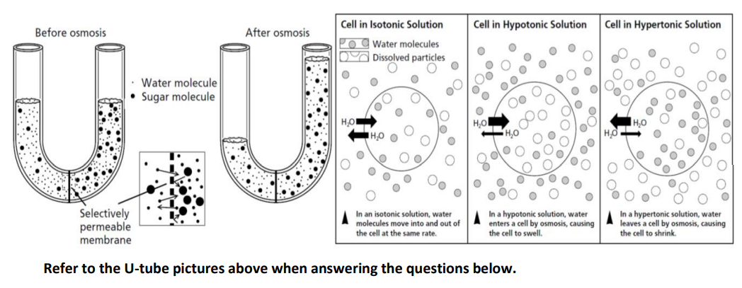 Cell in Isotonic Solution
Cell in Hypotonic Solution
Cell in Hypertonic Solution
Before osmosis
After osmosis
Pog Water molecules
DA Dissolved particles
Water molecule
• Sugar molecule
00
H,O
H,O
0,00
H,O
HO O
Selectively
permeable
membrane
In an isotonic solution, water
molecules move into and out of
the cell at the same rate.
In a hypotonic solution, water
enters a cell by osmosis, causing
the cell to swell.
In a hypertonic solution, water
leaves a cell by osmosis, causing
the cell to shrink.
Refer to the U-tube pictures above when answering the questions below.
