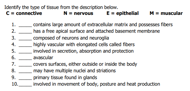 Identify the type of tissue from the description below.
C = connective
E = epithelial
M = muscular
N = nervous
contains large amount of extracellular matrix and possesses fibers
has a free apical surface and attached basement membrane
1.
2.
3.
composed of neurons and neuroglia
highly vascular with elongated cells called fibers
involved in secretion, absorption and protection
4.
5.
6.
avascular
7.
covers surfaces, either outside or inside the body
may have multiple nuclei and striations
8.
primary tissue found in glands
involved in movement of body, posture and heat production
9.
10.
