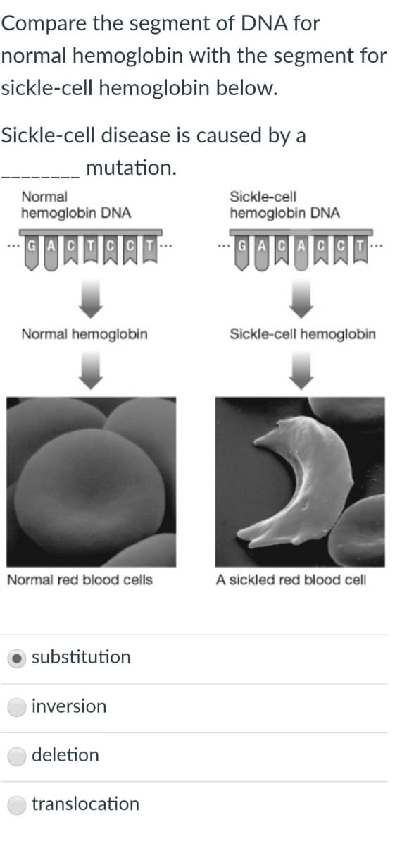 Compare the segment of DNA for
normal hemoglobin with the segment for
sickle-cell hemoglobin below.
Sickle-cell disease is caused by a
mutation.
Normal
Sickle-cell
hemoglobin DNA
hemoglobin DNA
... GIAIICIA
...
...
Normal hemoglobin
Sickle-cell hemoglobin
Normal red blood cells
A sickled red blood cell
substitution
inversion
deletion
translocation
