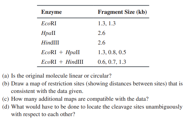 Enzyme
Fragment Size (kb)
EcoRI
1.3, 1.3
Hpall
2.6
HindIII
2.6
ЕcoRI + Hрall
1.3, 0.8, 0.5
EcoRI + HindIII
0.6, 0.7, 1.3
(a) Is the original molecule linear or circular?
(b) Draw a map of restriction sites (showing distances between sites) that is
consistent with the data given.
(c) How many additional maps are compatible with the data?
(d) What would have to be done to locate the cleavage sites unambiguously
with respect to each other?
