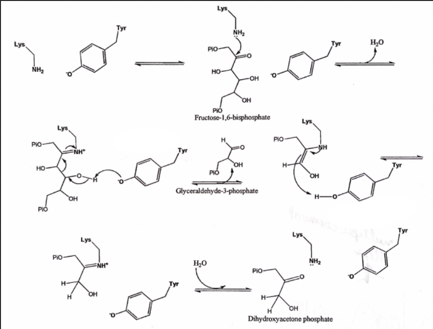 Lys
Tyr
NH2
Lys,
H,0
PIO-
NH2
но-
-OH
OH
Pió
Fructose-1,6-bisphosphate
Lys
Lys
PIO-
PIO-
NH
OH
PIÓ
но-
H-
Tyr
OH
Glyceraldehyde-3-phosphate
OH
H-
PIÓ
Lys
Tyr
Lys
PiO-
NH2
ENH
H20
PIO-
H-
Туг
OH
H.
HO
Dihydroxyacetone phosphate
