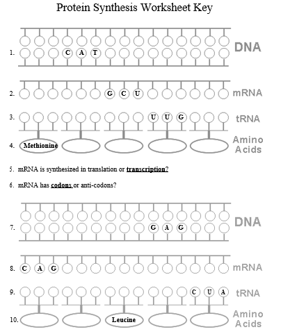 Protein Synthesis Worksheet Key
DNA
1.
2.
G C U
MRNA
3.
TRNA
Amino
Acids
4. (Methionine
5. MRNA is synthesized in translation or transcription?
6. MRNA has codons or anti-codons?
DNA
7.
8. C
MRNA
U A tRNA
9.
C
Amino
A cids
10.
Leucine
-0-
-00-
-0-
-0-
-0-
-0-
-0-
