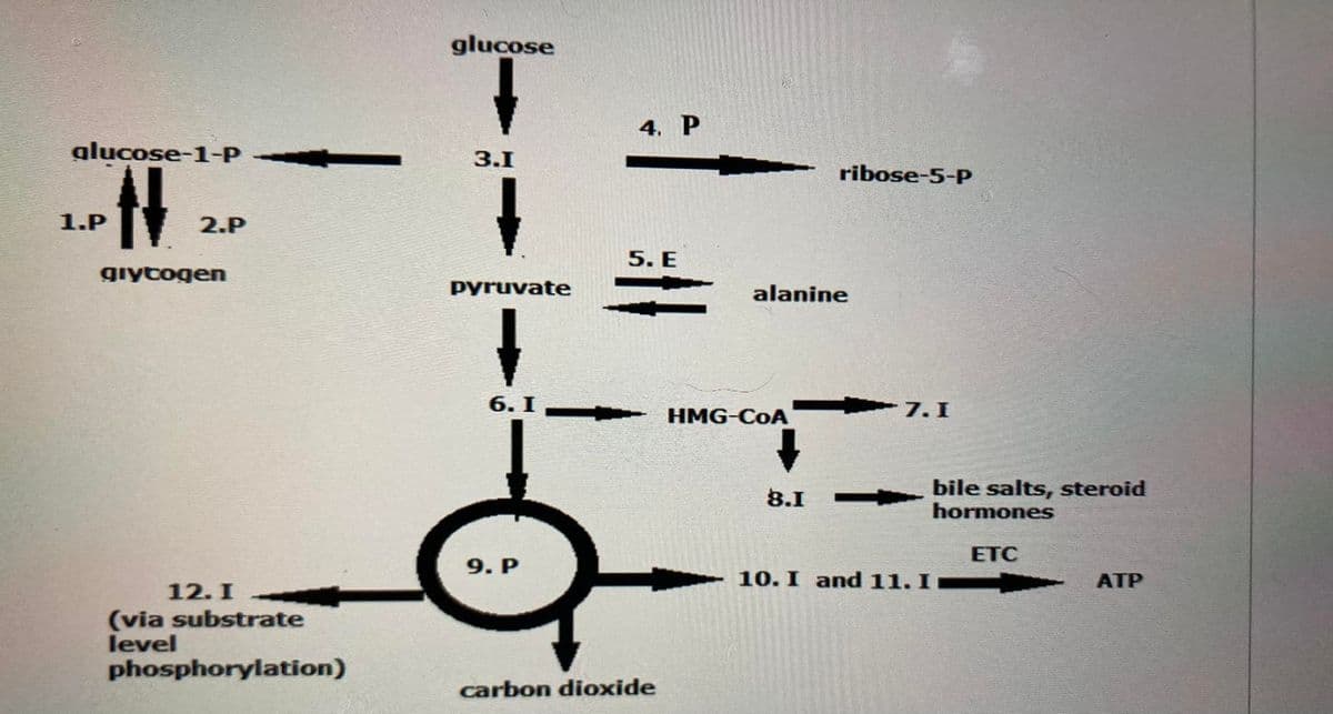 glucose
4. Р
glucose-1-P
3.1
ribose-5-P
1.P
2.P
5. E
giytogen
pyruvate
alanine
6. I
HMG-CoA
7. I
bile salts, steroid
hormones
8.I
ETC
9. Р
10. I and 11. I
ATP
12. I
(via substrate
level
phosphorylation)
carbon dioxide
