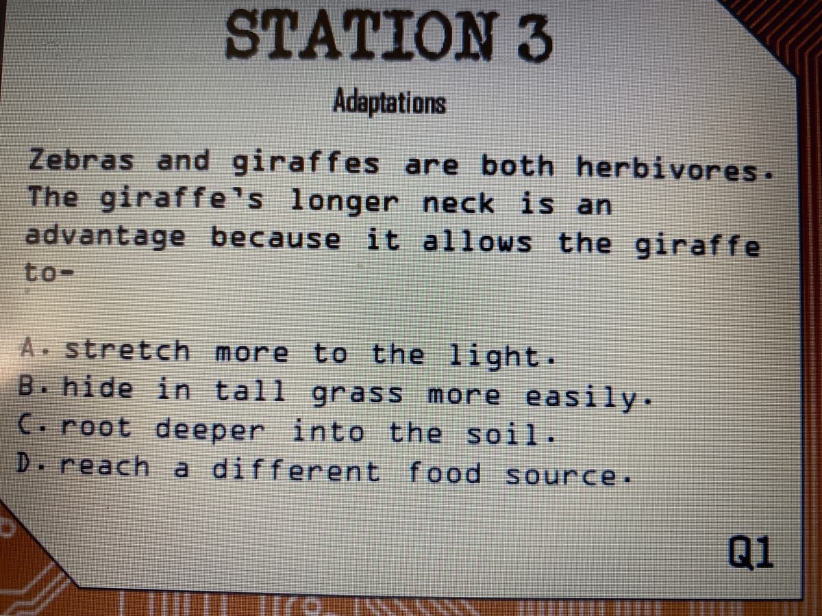 STATION 3
Adaptations
Zebras and giraffes are both herbivores.
The giraffe's longer neck is an
advantage because it allows the giraffe
to-
A stretch more to the light.
B. hide in tall grass more easily.
C.root deeper into the soil.
D.reach a different food source.
Q1
