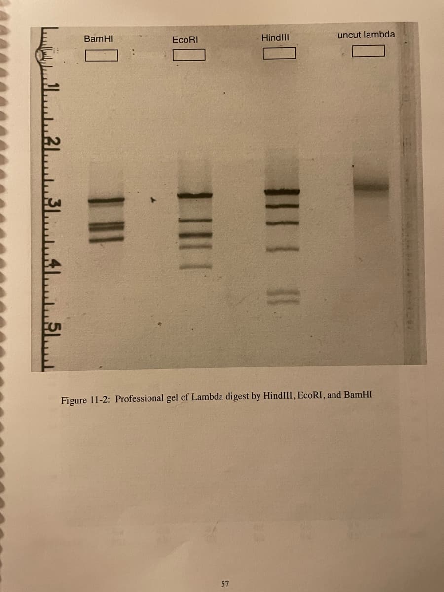 BamHI
EcoRI
HindllI
uncut lambda
Figure 11-2: Professional gel of Lambda digest by HindIII, EcoRI, and BamHI
57
