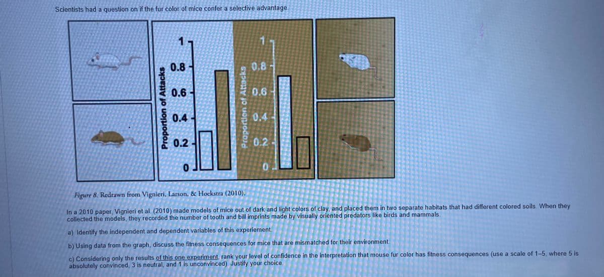 Scientists had a question on if the fur color of mice confer a selective advantage.
0.8
0.8
0.6
0.6
0.4
0.4
0.2
0.2
Figure 8. Redrawn from Vignieri, Larson, & Hockstra (2010).
In a 2010 paper, Vignieri et al. (2010) made models of mice out of dark and light colors of clay, and placed them in two separate habitats that had different colored soils. When they
collected the models, they recorded the number of tooth and bill imprints made by visually oriented predators like birds and mammals.
a) Identify the independent and dependent variables of this experiement.
b) Using data from the graph, discuss the fitness consequences for mice that are mismatched for their environment.
c) Considering only the results of this one experiment, rank your level of confidence in the interpretation that mouse fur color has fitness consequences (use a scale of 1-5, where 5 is
absolutely convinced, 3 is neutral, and 1 is unconvinced). Justify your choice.
Proportion of Attacks
ortlon of Attacks
