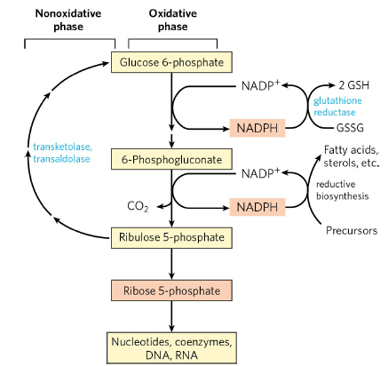 Nonoxidative
Oxidative
phase
phase
Glucose 6-phosphate
2 GSH
(glutathione
reductase
GSSG
NADP+-
NADPH
transketolase,
transaldolase
Fatty acids,
sterols, etc.
6-Phosphogluconate
NADP+
reductive
biosynthesis
CO2
NADPH
Precursors
Ribulose 5-phosphate
Ribose 5-phosphate
Nucleotides, coenzymes,
DNA, RNA
