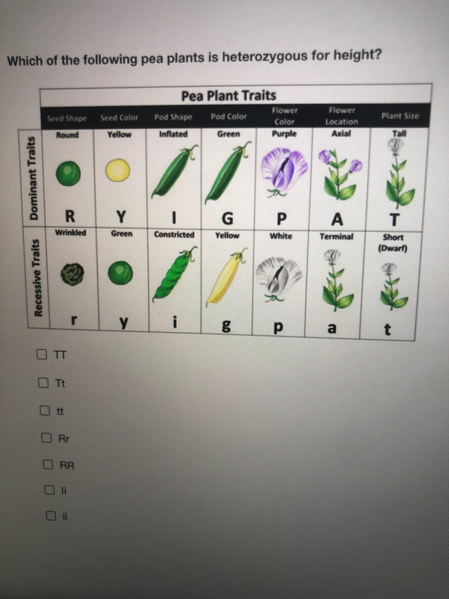 Which of the following pea plants is heterozygous for height?
Pea Plant Traits
Flower
Flower
Seed Shape
Seed Color
Pod Shape
Pod Color
Plant Size
Color
Location
Round
Yellow
Inflated
Green
Purple
Axial
Tall
R
Y
G P
A
T
Wrinkled
Green
Constricted
Yellow
White
Terminal
Short
(Dwarf)
r
i
a
O T
O Tt
O tt
O Rr
RR
O li
ii
Recessive Traits
Dominant Traits
