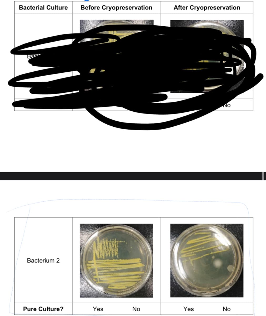 Bacterial Culture
Back
Bacterium 2
Pure Culture?
Before Cryopreservation
Yes
No
After Cryopreservation
Yes
No