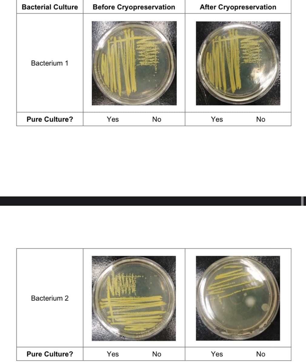 Bacterial Culture Before Cryopreservation
Bacterium 1
Pure Culture?
Bacterium 2
Pure Culture?
Yes
NOVE
NOWE
Yes
No
No
After Cryopreservation
Yes
Yes
No
No