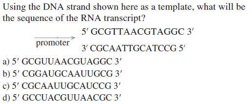 Using the DNA strand shown here as a template, what will be
the sequence of the RNA transcript?
5' GCGTTAACGTAGGC 3'
promoter
3' CGCAATTGCATCCG 5'
a) 5' GCGUUAACGUAGGC 3'
b) 5' CGGAUGCAAUUGCG 3'
c) 5' CGCAAUUGCAUCCG 3'
d) 5' GCCUACGUUAACGC 3'
