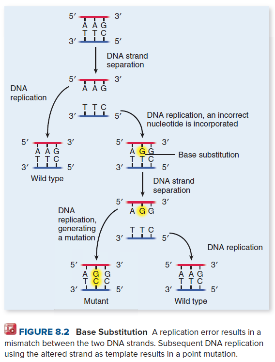 5'
3'
A AG
ITC
3'
5'
DNA strand
separation
5'
3'
DNA
А AG
replication
TT C
3'
5'
DNA replication, an incorrect
nucleotide is incorporated
5'
3'
5'T
À ĞĠ
TTC
3'
3'
Base substitution
I TC
5'
3'
5'
Wild type
DNA strand
separation
5'
3'
DNA
A GG
replication,
generating
a mutation
TT C
3'
5'
DNA replication
5'
3'
A G G
тсс
5'
5' TTT 3'
ΑAG
ттс
3' ILL 5'
3'
Mutant
Wild type
FIGURE 8.2 Base Substitution A replication error results in a
mismatch between the two DNA strands. Subsequent DNA replication
using the altered strand as template results in a point mutation.
