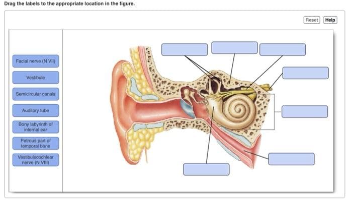 Drag the labels to the appropriate location in the figure.
Reset
Help
Facial nerve (N VI)
Vestibule
Semicircular canals
Auditory tube
Bony labyrinth of
internal ear
Petrous part of
tomporal bone
Vestibulocochlear
nerve (N VIII)
