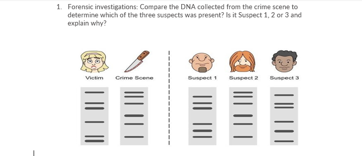 1. Forensic investigations: Compare the DNA collected from the crime scene to
determine which of the three suspects was present? Is it Suspect 1, 2 or 3 and
explain why?
Victim
Crime Scene
Suspect 1
Suspect 2
Suspect 3
